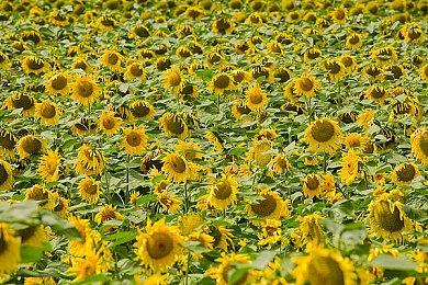 《使命召唤2027》将引入全新子系列 玩法侧重武术